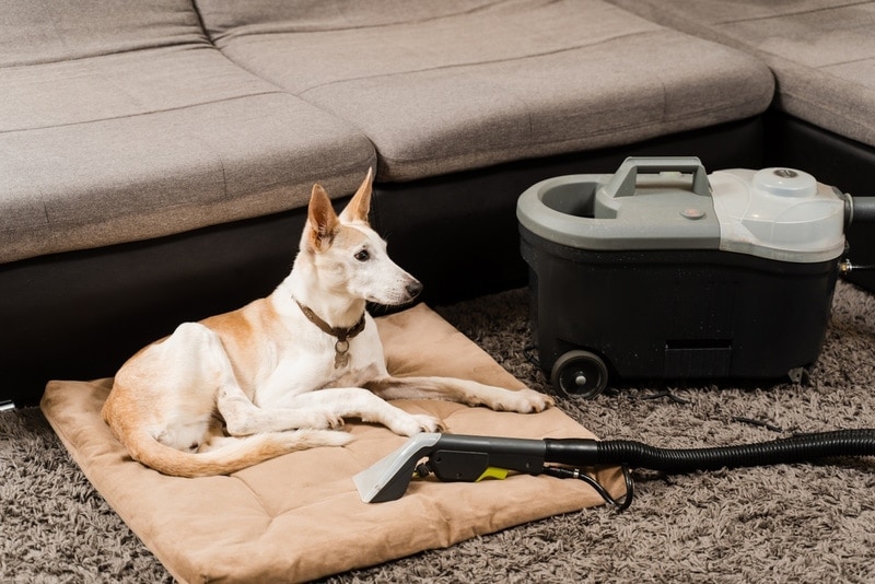 My Dog Has Tapeworms, How Should I Clean My House? Vet-Approved Guide