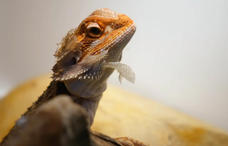 Do Bearded Dragons Eat Their Shed? Vet-Approved Facts & FAQ