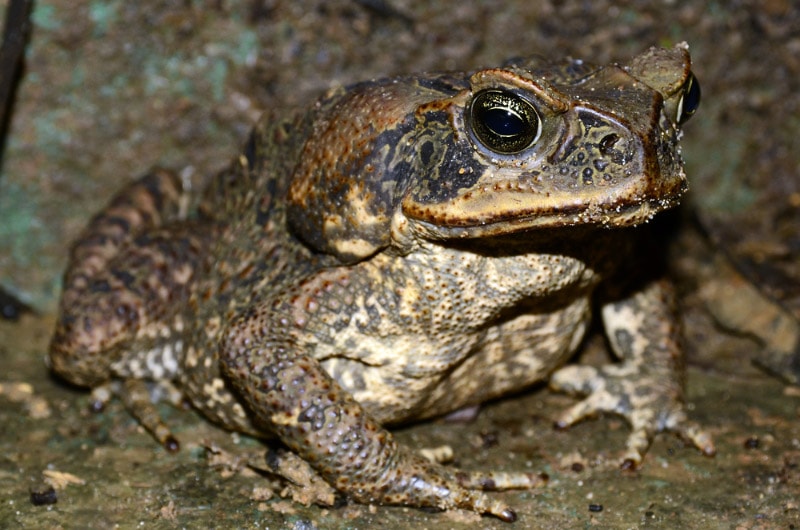 How Big Do Toads Get? Records, Tips, & FAQ