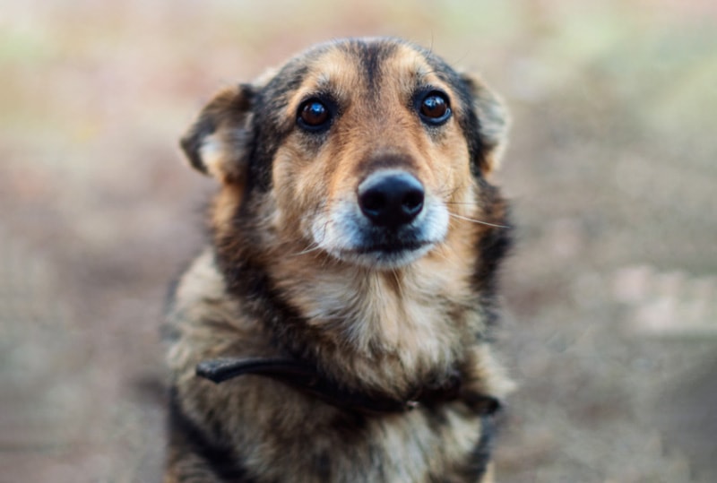 Can Your Dog Feel Rejection? Signs, Tips & FAQ