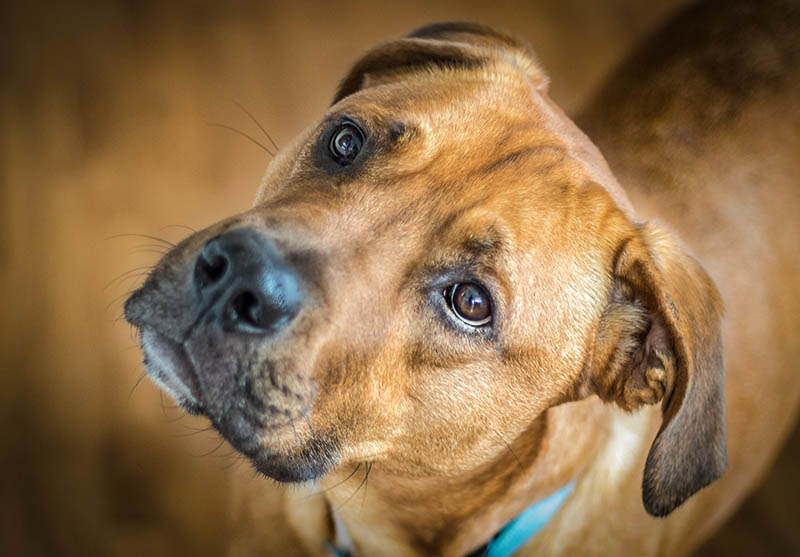 Rhodesian Mastiff Mix: Care, Pictures, Info & More