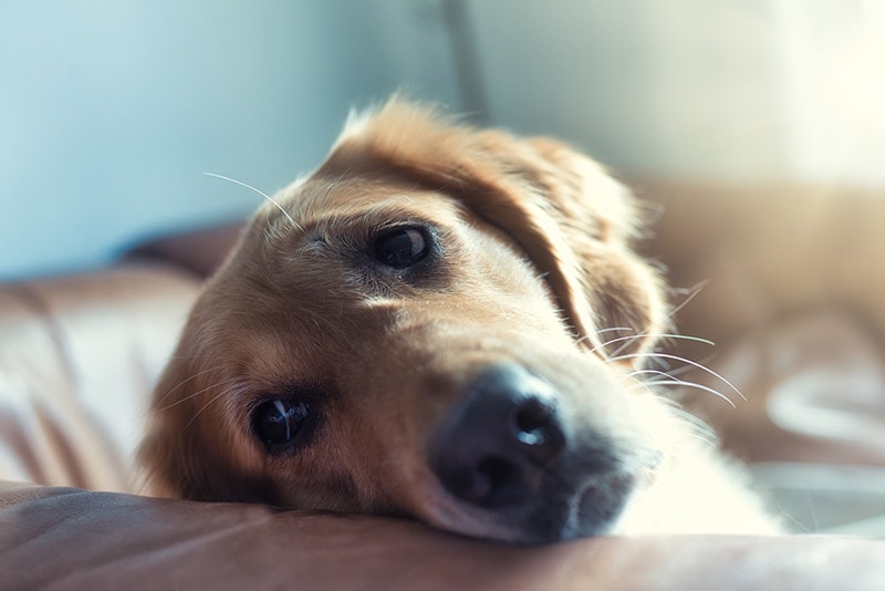 Can Dogs Cry? What the Science Tells Us (Vet Answer)