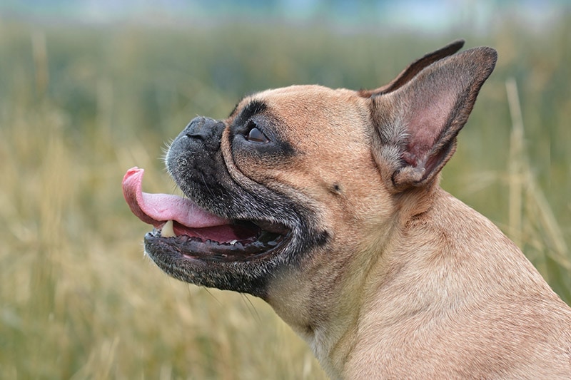 Brachycephalic Syndrome in Dogs: Signs, Causes & Care (Vet Answer)