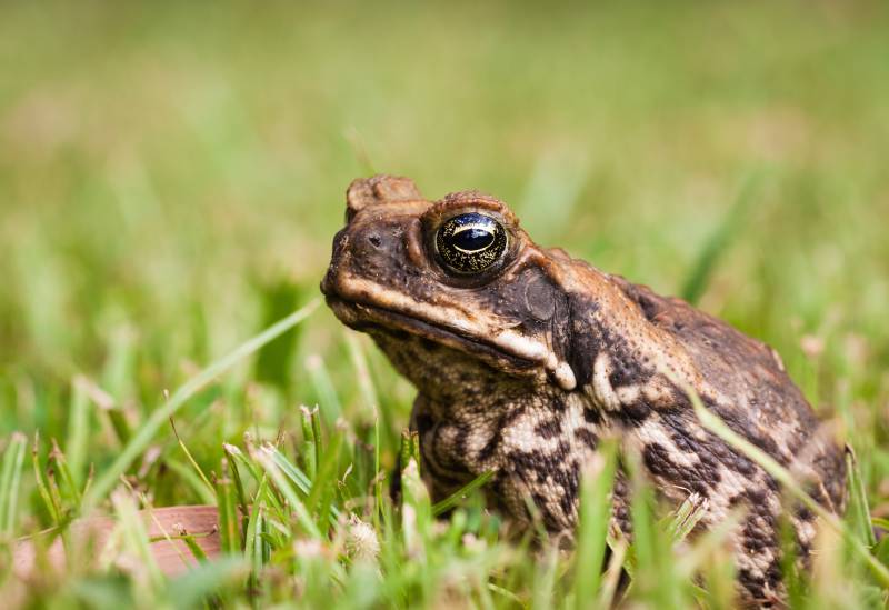 How to Take Care of a Toad: Vet Approved Care Sheet & Guide