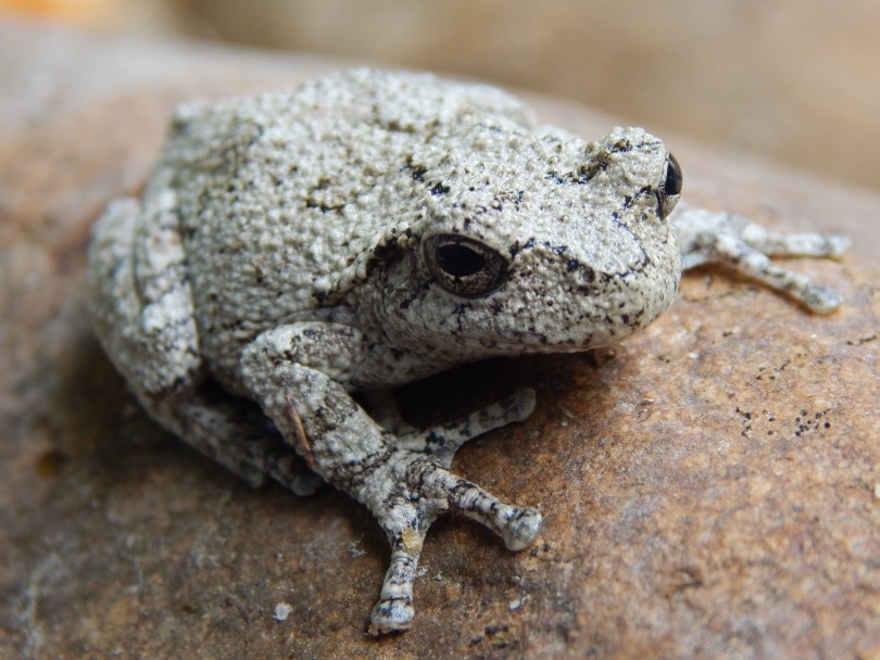 Gray Tree Frog: Care Guide, Pictures, Lifespan and More