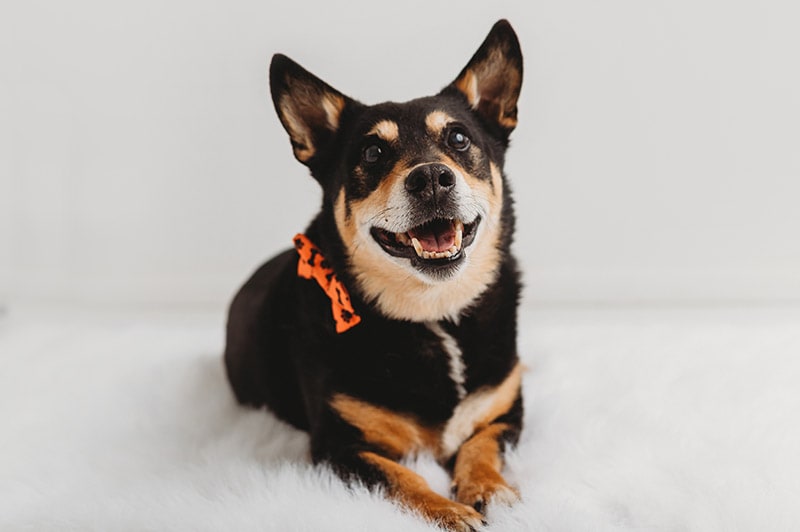 corgi blue heeler mix dog lying down