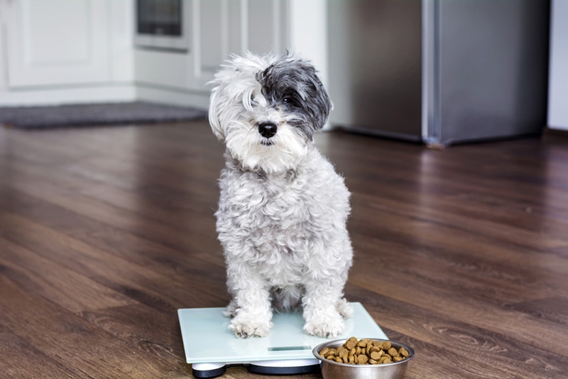 How to Determine the Ideal Weight for Your Dog: Vet-Approved Guide