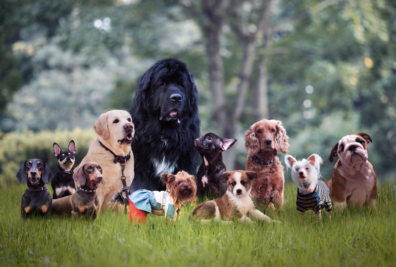 21 Longest-Living Dog Breeds in the World: Info, History & Pictures