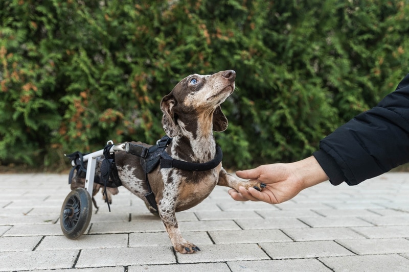National Specially-Abled Pets Day 2026: When It Is & What to Do