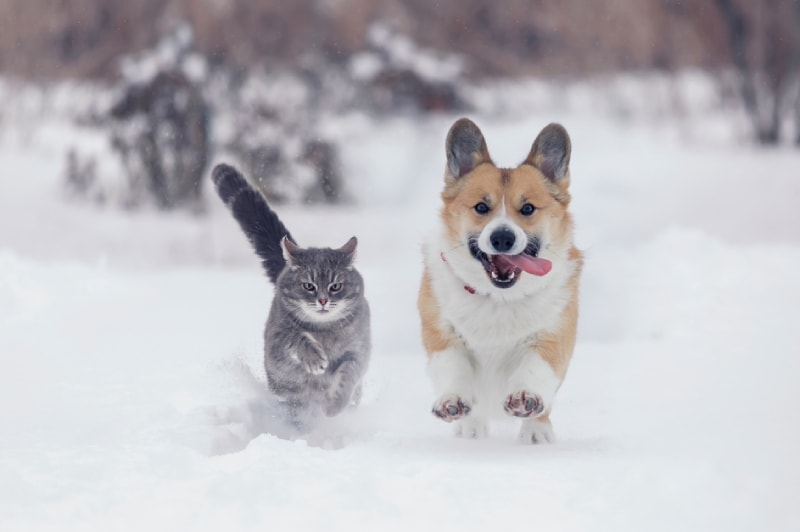 Are Cats Faster Than Dogs? Vet-Reviewed Science Facts