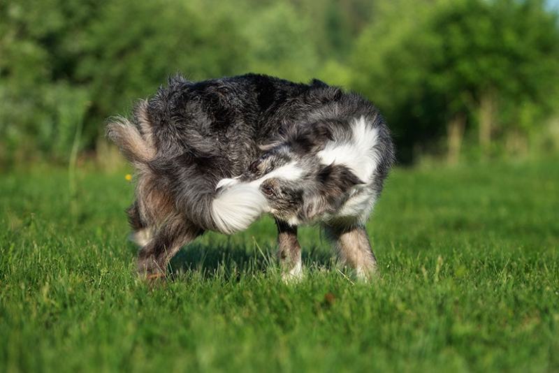 Why Is My Dog Biting Their Tail? 6 Vet-Reviewed Reasons and Remedies to Stop It