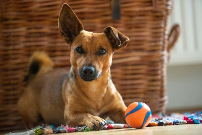 10 Indoor Dog Parks Near Philadelphia, PA You Can Visit In 2026