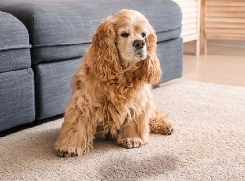 How to Get Dog Pee Smell Out of Carpet - 7 Tips & Tricks
