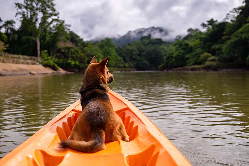 10 Best Kayaks for Dogs - 2026 Reviews & Top Picks