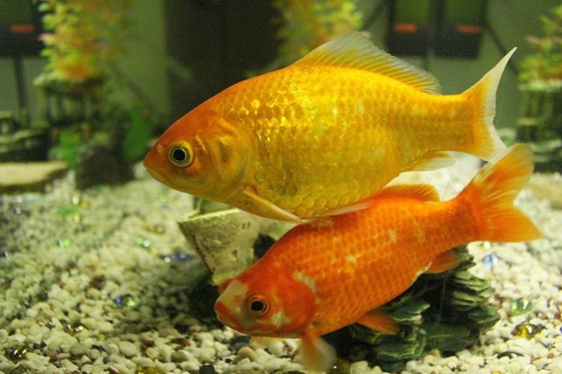How Long Can a Fish Live Out of Water? Vet-Approved Facts & Info!