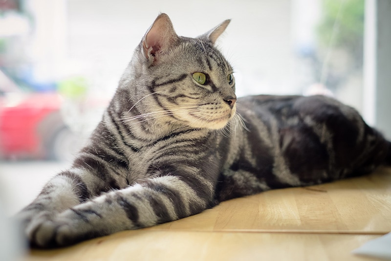 egyptian mau cat closeup