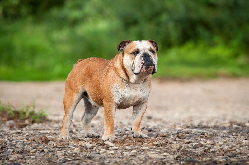 english bulldog standing on the road