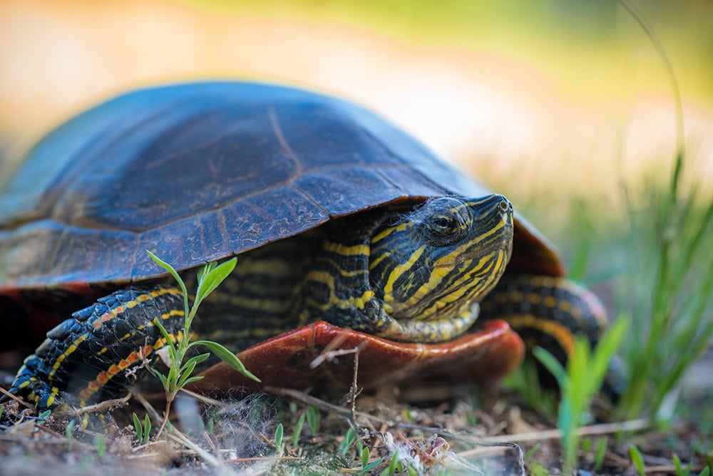 Can Turtles Get Fat or Overweight? Vet-Approved Diet, Facts, & FAQ