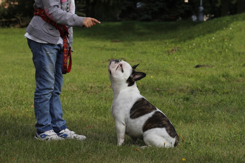 How to Potty Train a French Bulldog: 10 Vet-Approved Steps