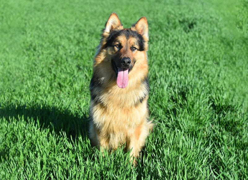 3 Indoor Dog Parks Near Washington, DC You Can Visit in 2026