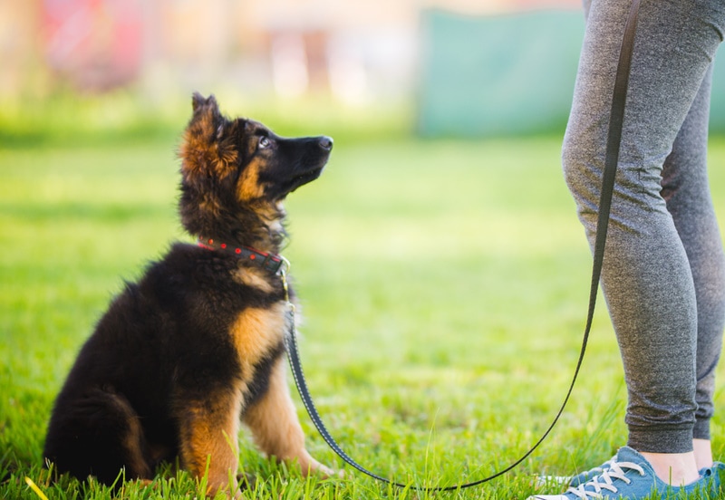 How to Potty Train a German Shepherd Puppy: 10 Simple Steps