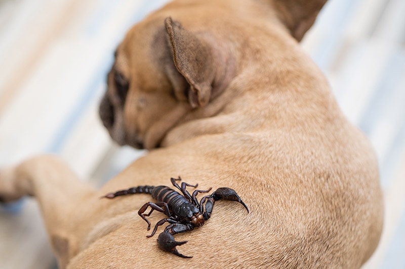 Dog Stung by a Scorpion? Our Vet Explains What to Do