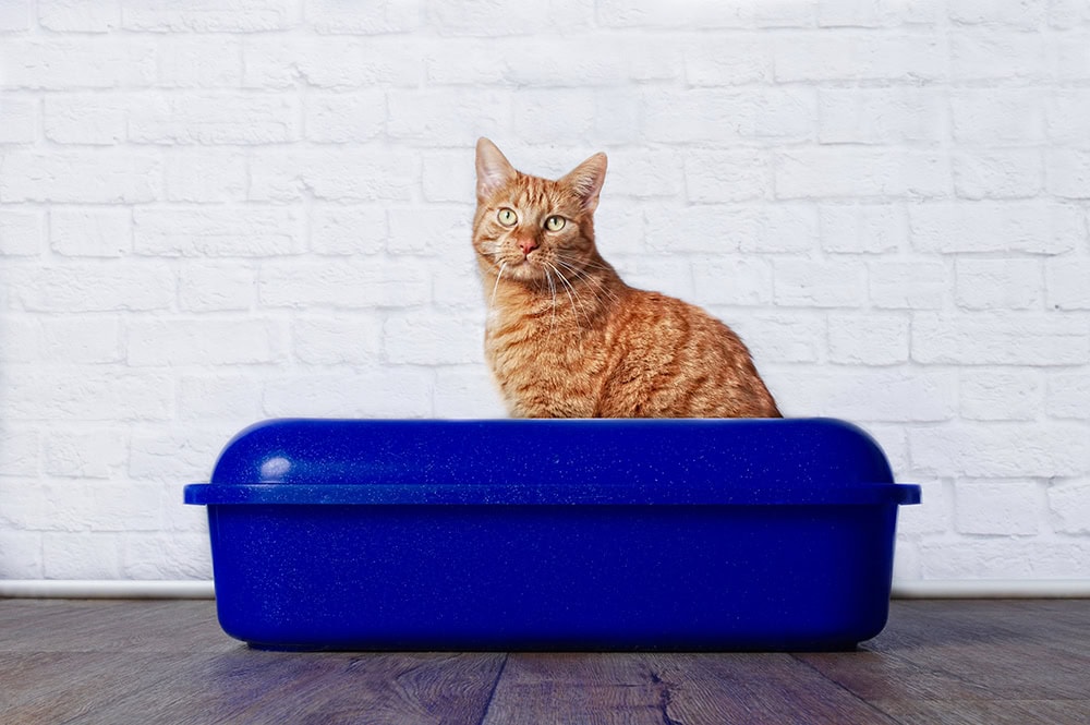 Does Health Monitoring Cat Litter Work? Facts & FAQ (Vet-Reviewed)