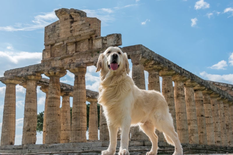 14 Yellow & Golden Dog Breeds (With Info & Pictures)