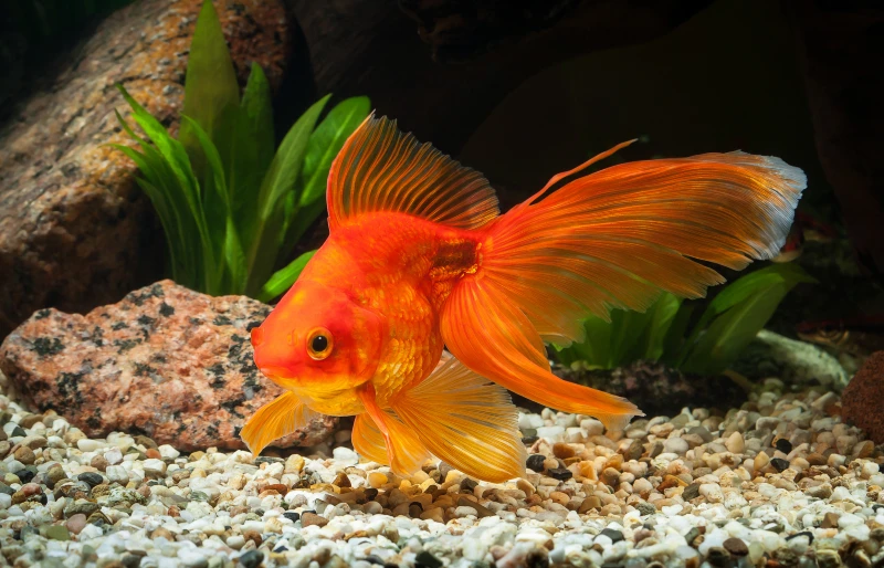 How to Breed Goldfish: 11 Vet-Approved Tips