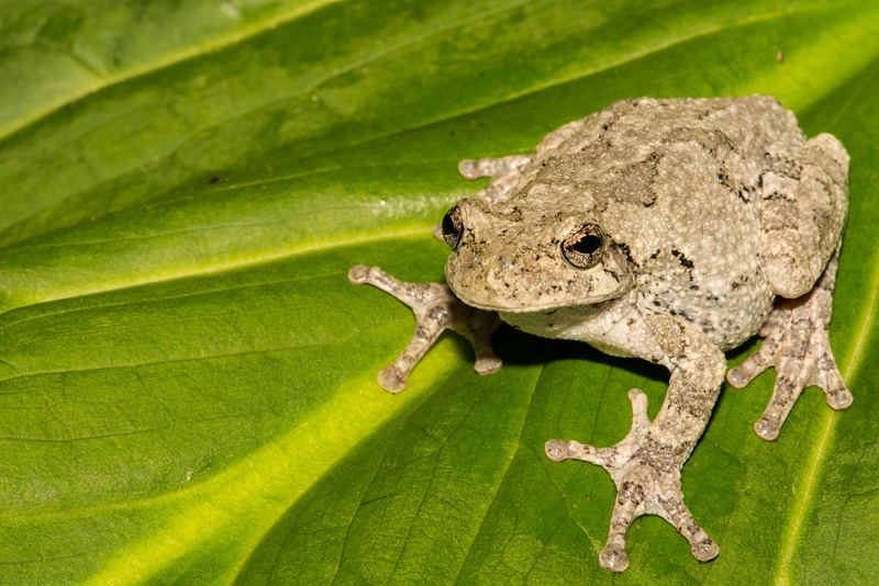 Do Frogs Feel Pain? Vet-Reviewed Facts & FAQ