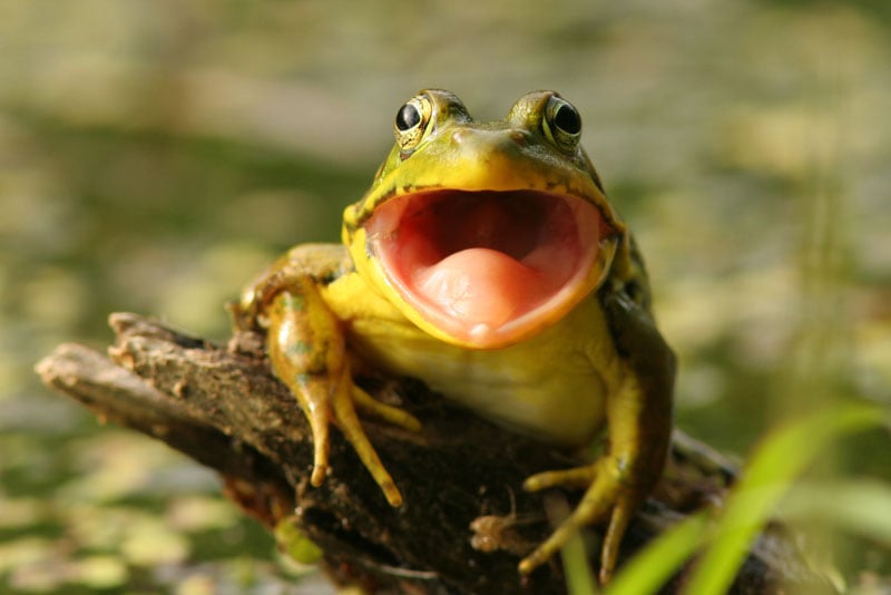 Do Frogs Bite? Vet Reviewed Reasons, Species & FAQ