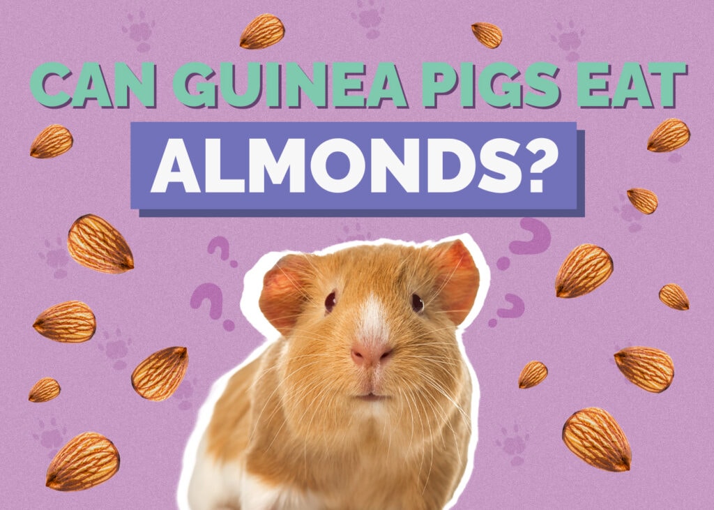 Can Guinea Pigs Eat Almonds? Vet-Approved Risks, Facts, & FAQ