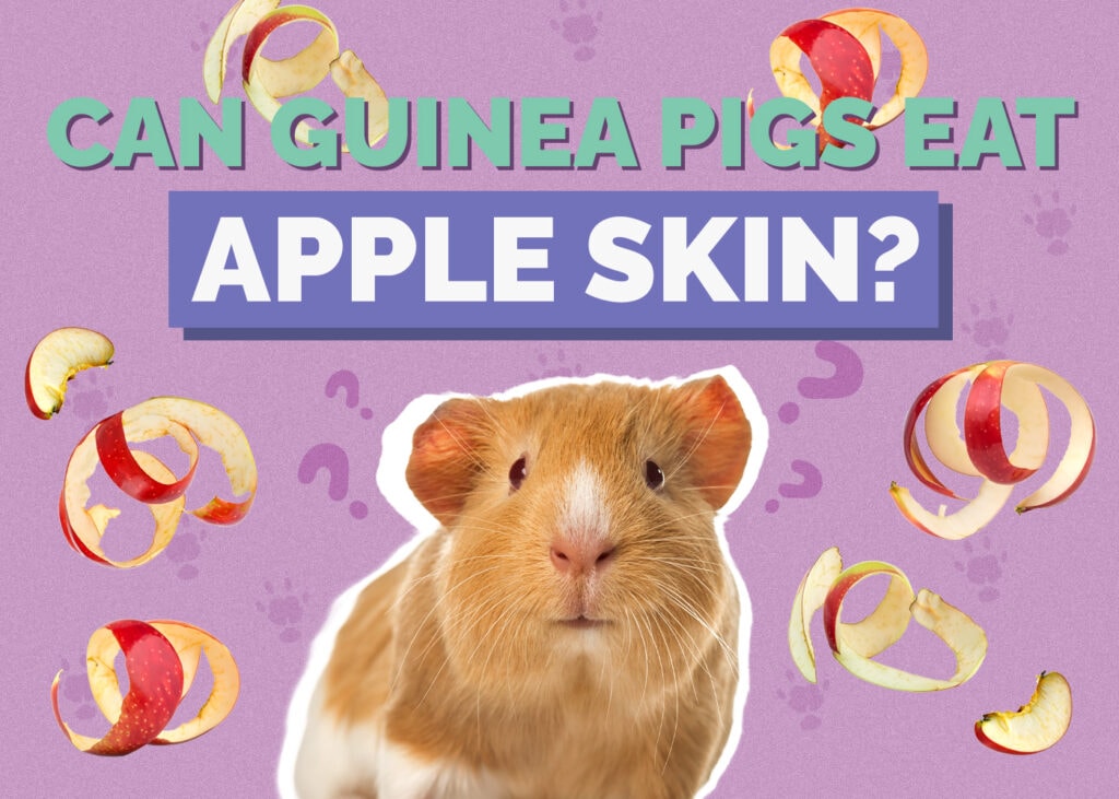 Can Guinea Pigs Eat Apple Skin? Vet-Approved Nutrition & Risks