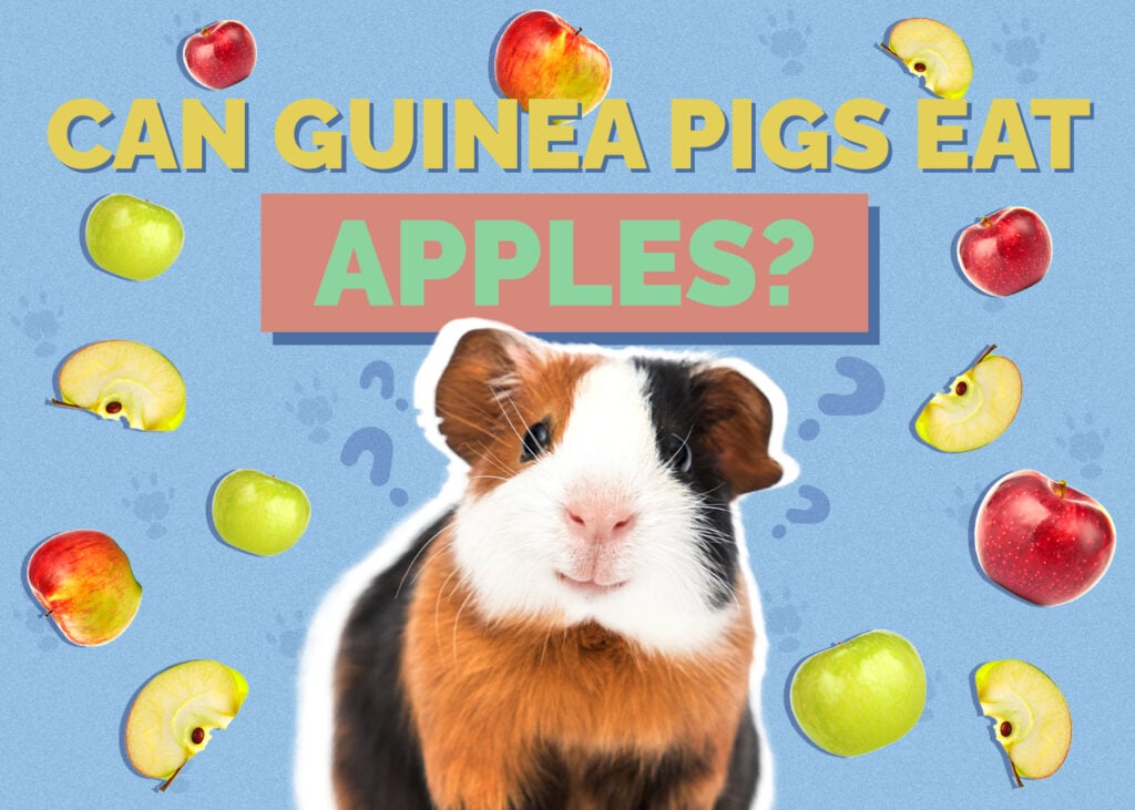 Can Guinea Pigs Eat Apples? Vet-Verified Health Facts