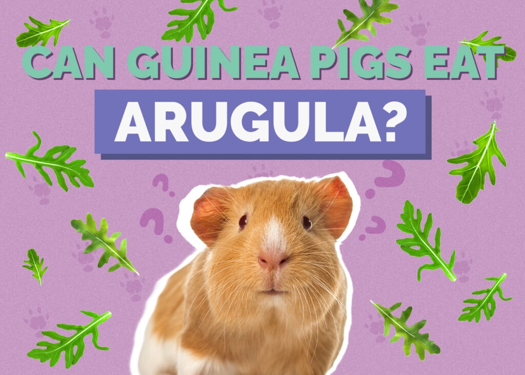 Can Guinea Pigs Eat Arugula? Facts & FAQ