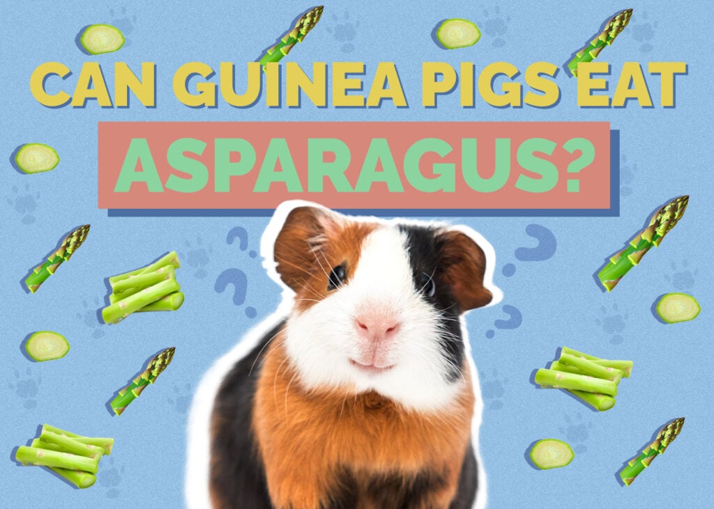 Can Guinea Pigs Eat Asparagus? Vet-Approved Facts & Nutritional Guide