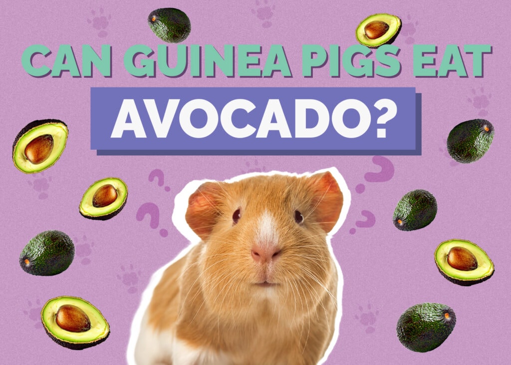 Can Guinea Pigs Eat Avocado? Vet-Verified Facts & FAQ