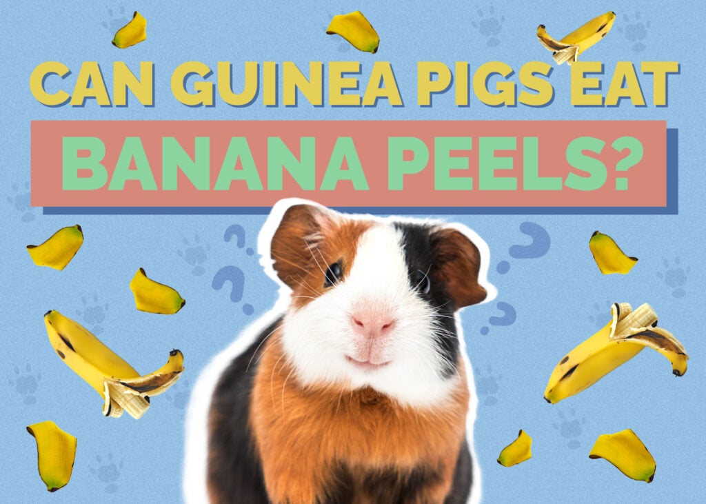 Can Guinea Pigs Eat Banana Peels? Vet-Approved Nutritional Science & Info