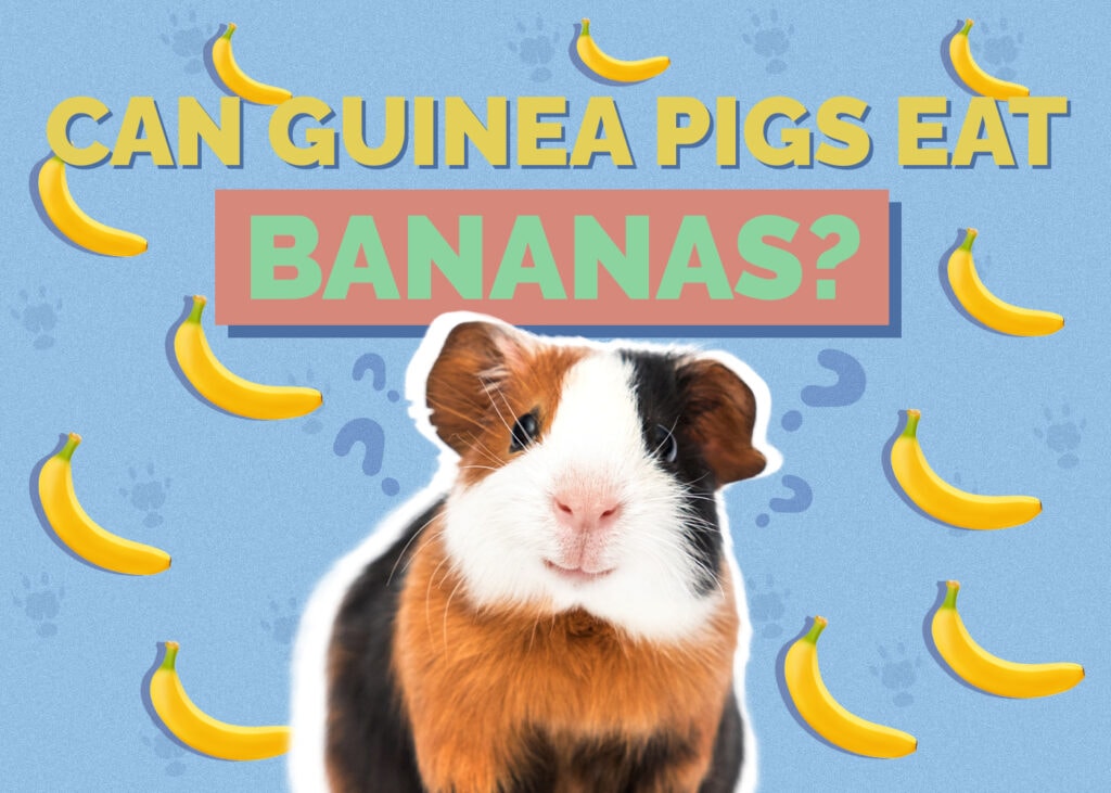 Can Guinea Pigs Eat Bananas? Vet-Reviewed Facts & FAQ