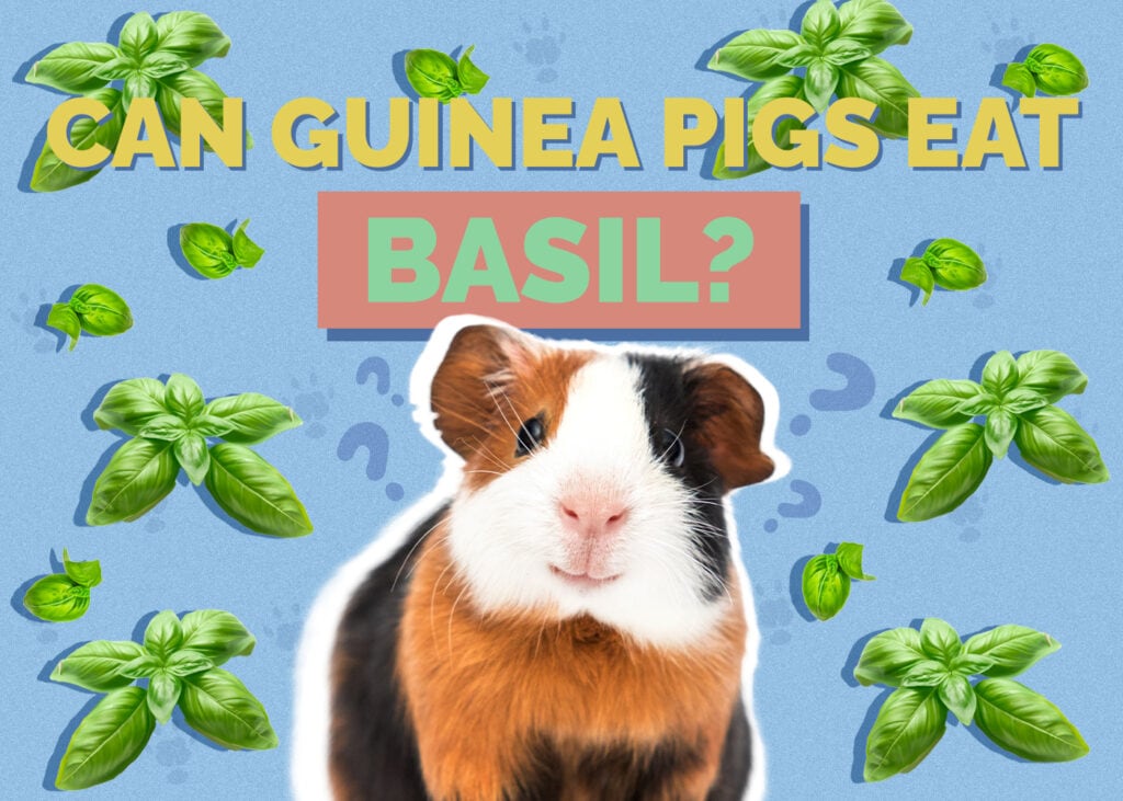Can Guinea Pigs Eat Basil? Vet-Approved Facts & FAQ
