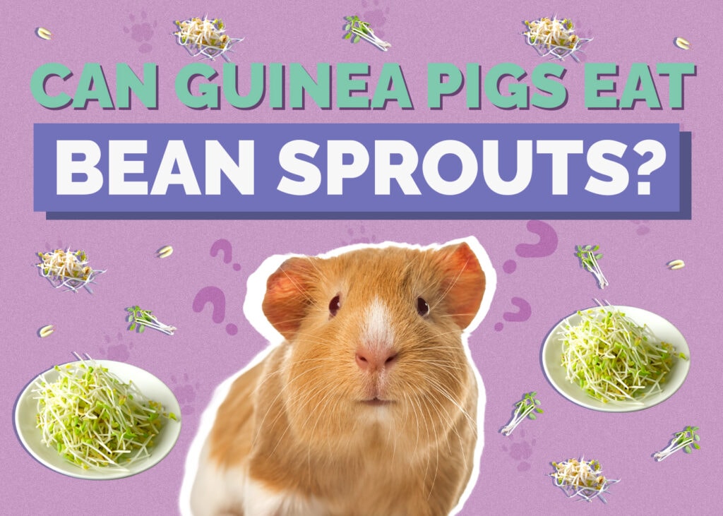 Can Guinea Pigs Eat Bean Sprouts? Vet-Approved Nutrition Facts