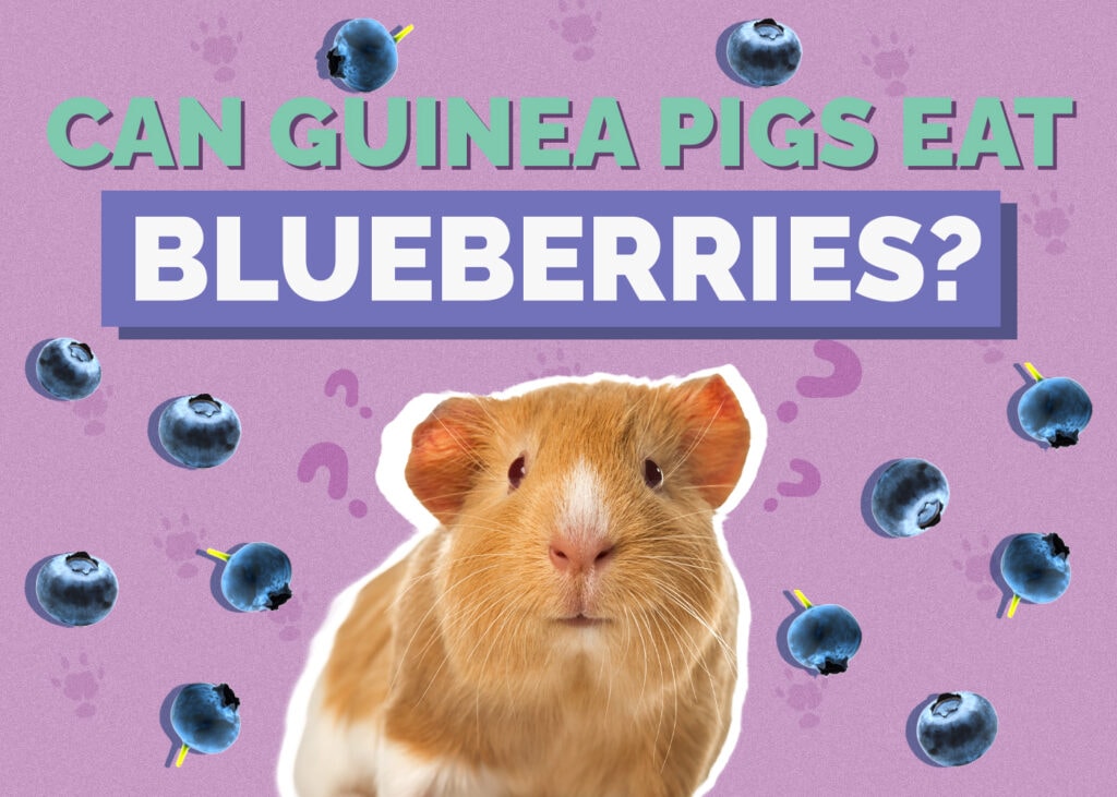 Can Guinea Pigs Eat Blueberries? Vet-Approved Nutrition & Diet Facts