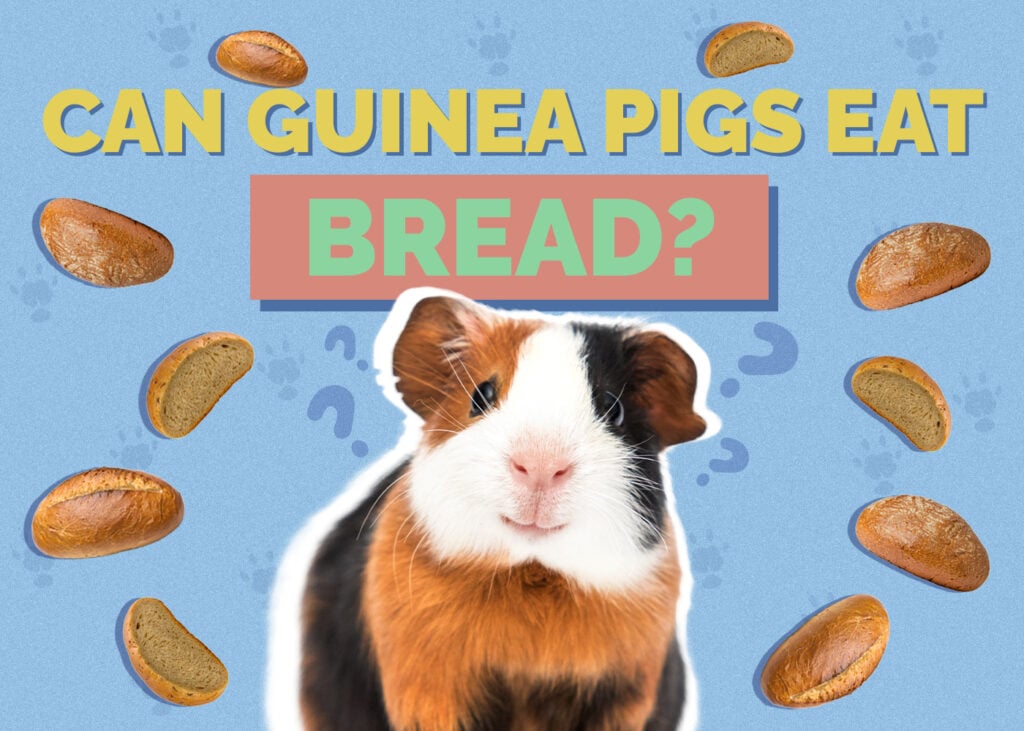 Can Guinea Pigs Eat Bread? Vet-Reviewed Nutrition Facts