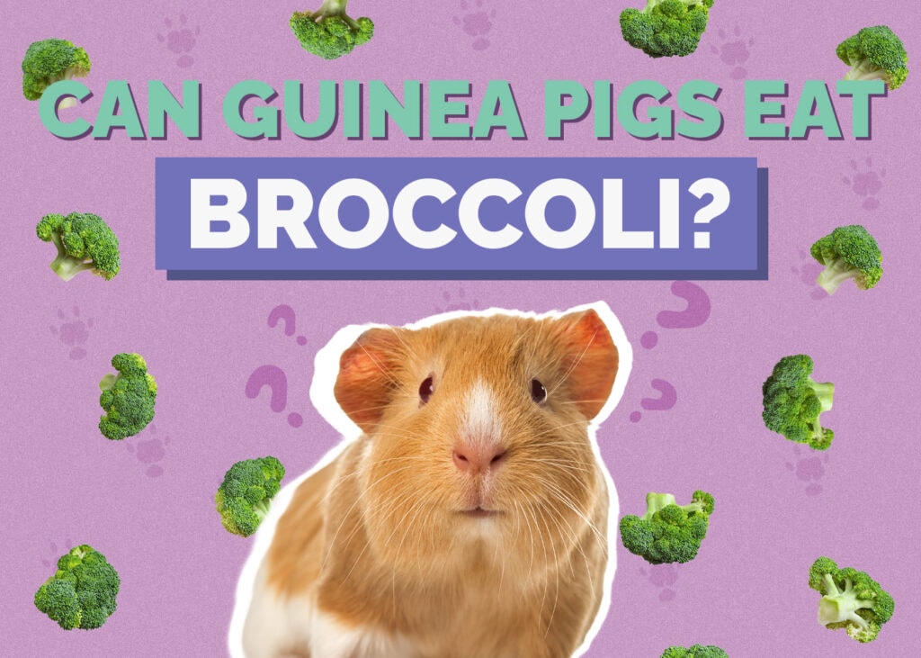 Can Guinea Pigs Eat Broccoli? Vet-Approved Nutritional Science & Info