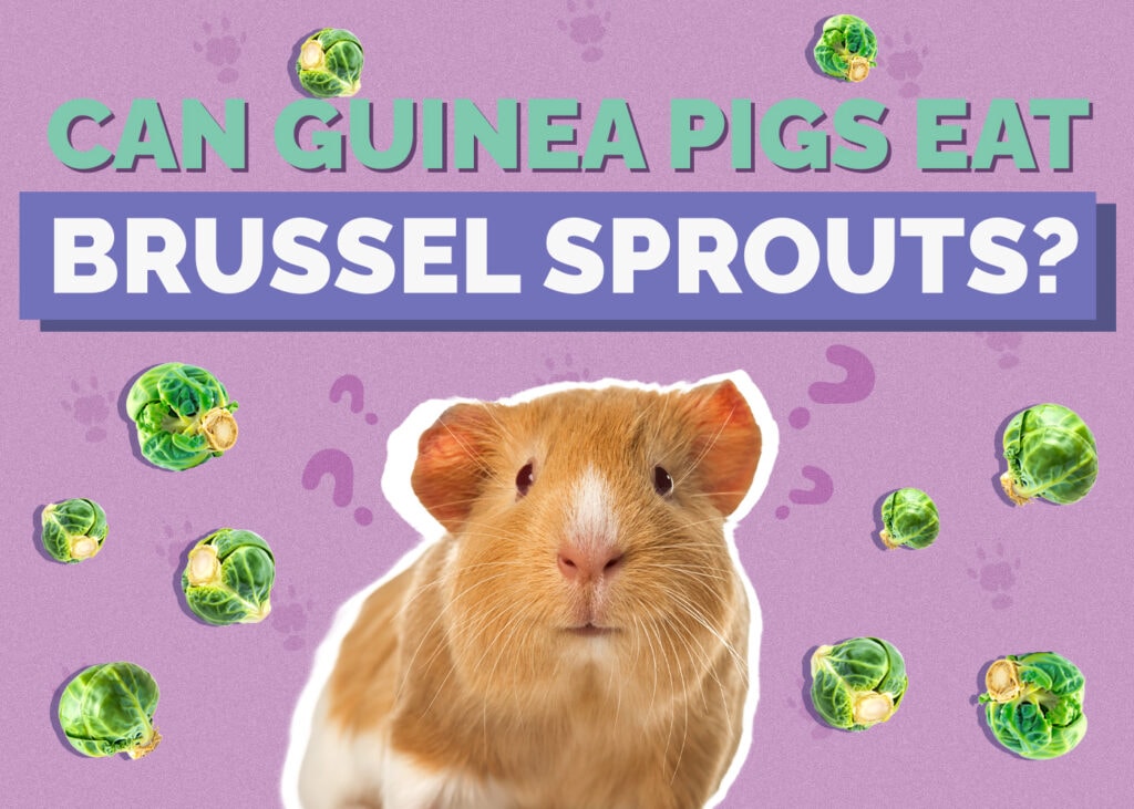 Can Guinea Pigs Eat Brussels Sprouts? Nutrition Facts & FAQ