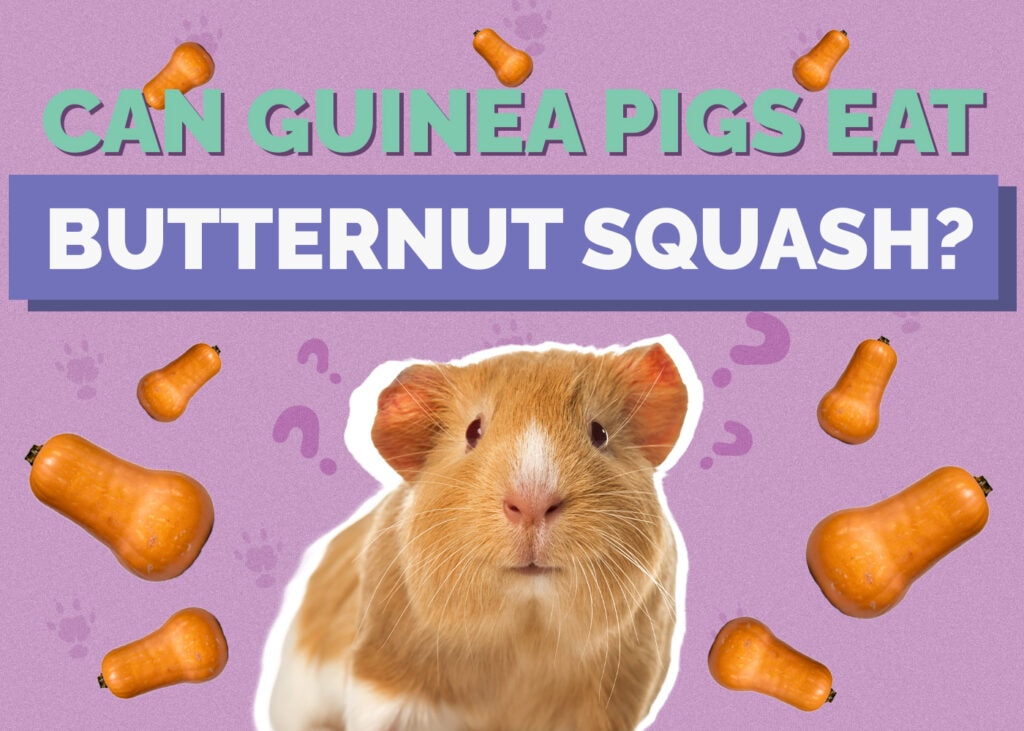 Can Guinea Pigs Eat Butternut Squash? Nutrition Facts & FAQ