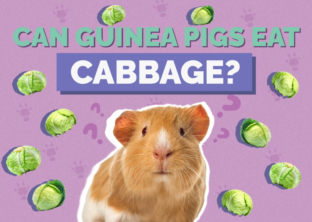 Can Guinea Pigs Eat Cabbage? Vet Approved Nutrition Facts & FAQ