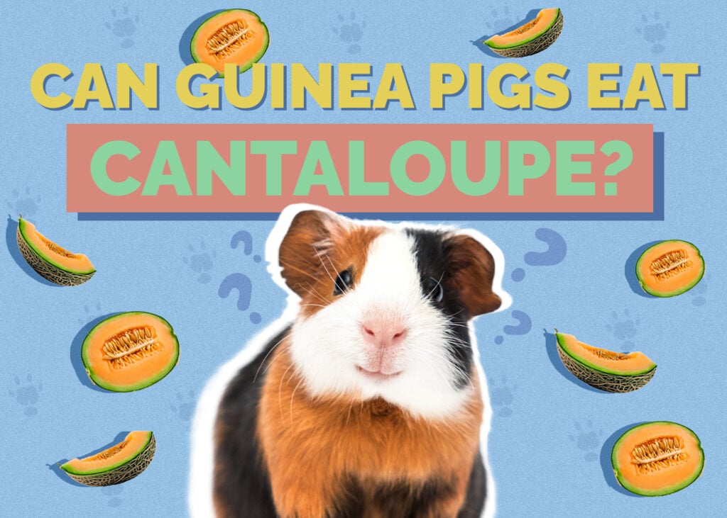 Can Guinea Pigs Eat Cantaloupe? Vet-Reviewed Facts & FAQ