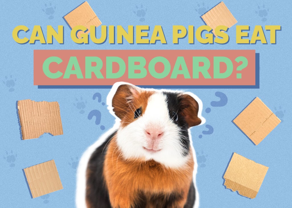 Can Guinea Pigs Eat Cardboard? Vet Approved Facts & FAQ