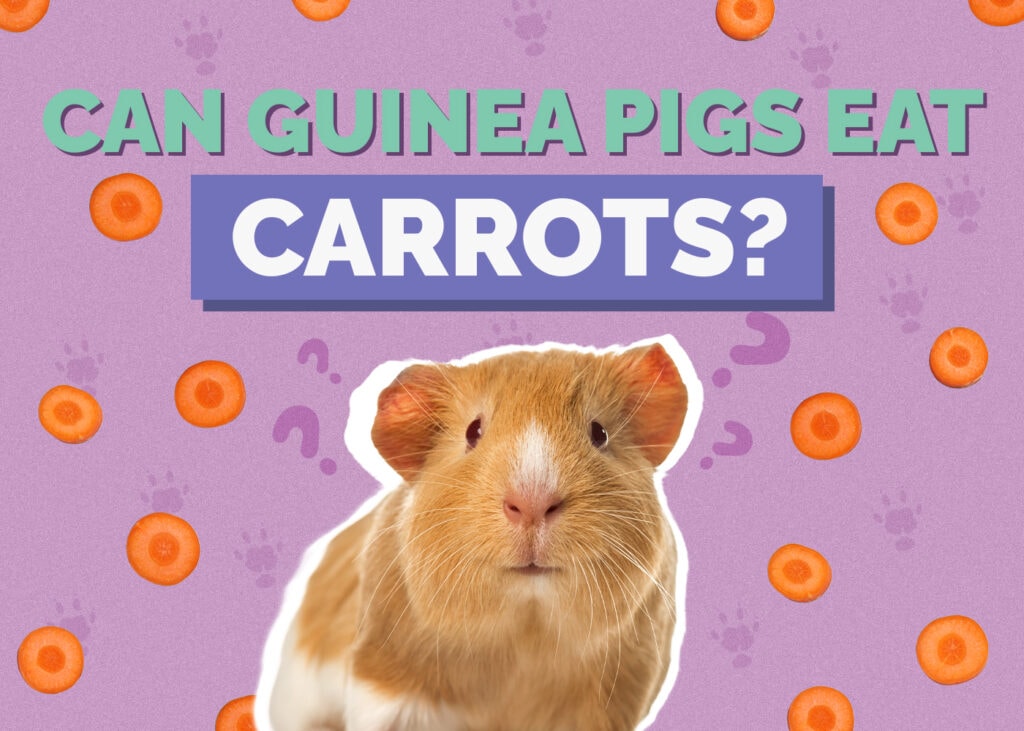 Can Guinea Pigs Eat Carrots? Vet-Reviewed Nutrition Facts